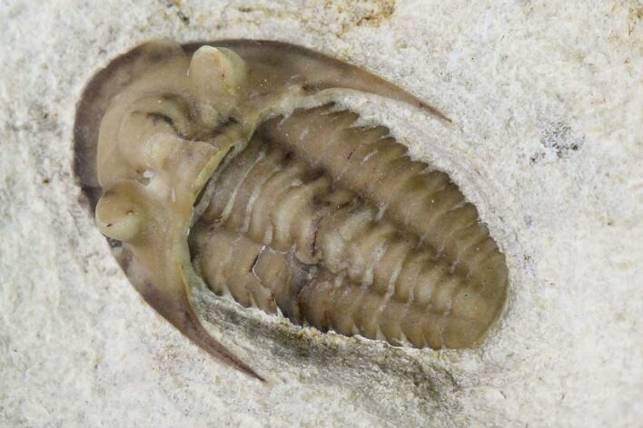 Rare Maorotarion Trilobite - Black Cat Mountain, Oklahoma #142077